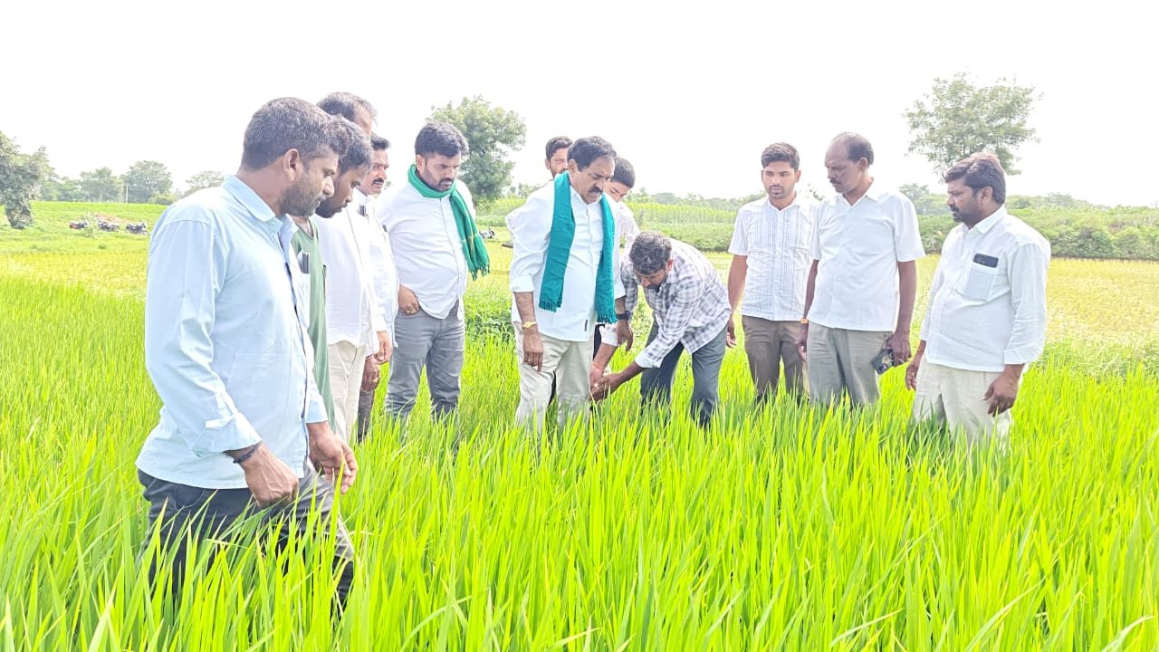 సాగునీరు లేక ఎండిపోయిన సాగు పంటలు